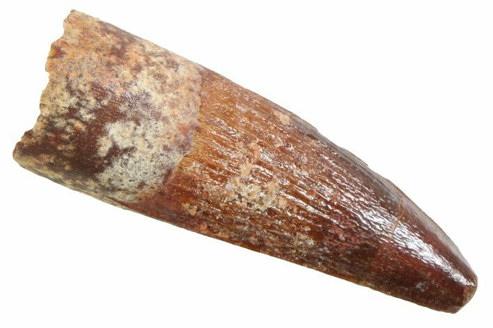 Juvenile Fossil Spinosaurus Tooth - Real Dinosaur Tooth #354848